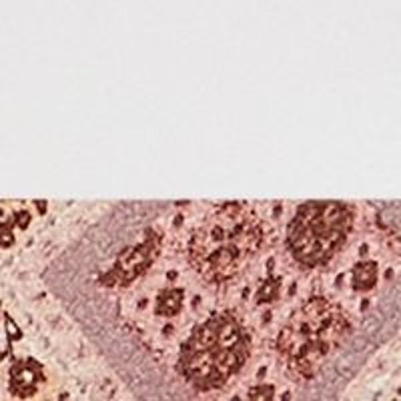 ULTRA FLIRT Womens White Adjustable Waist Shorts Romper XL - Picture 4 of 4